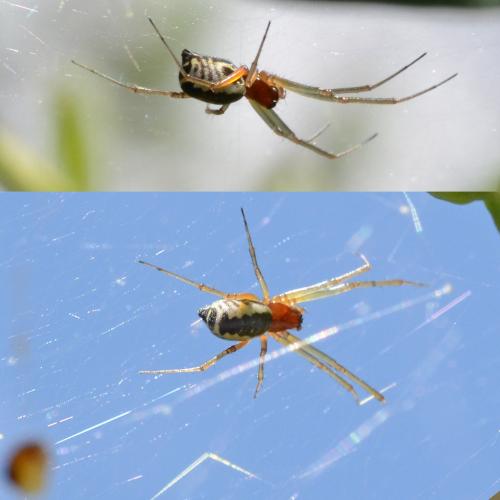 Réf. 255 278 : Frontinellina frutetorum